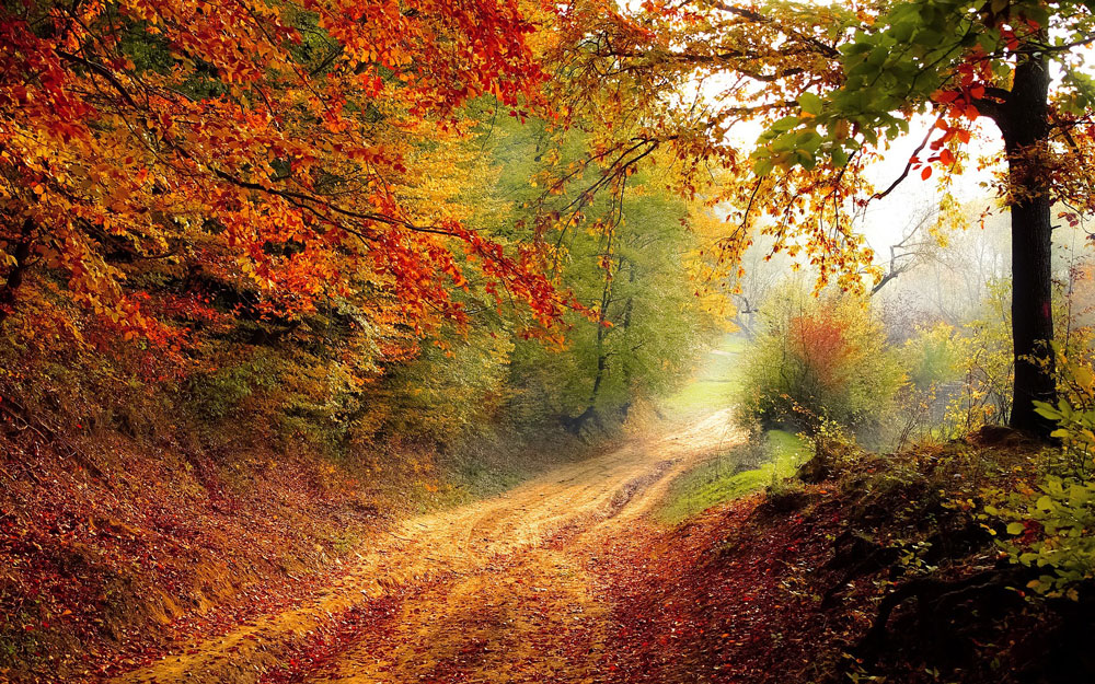 Lebensraum Wald, Laubwald, Jagdfakten.at informiert