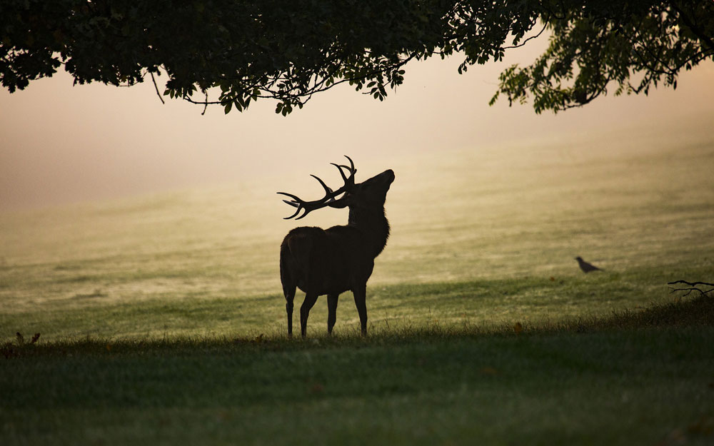 https://www.jagdfakten.at/wp-content/uploads/2019/12/Lebensraum_Wald_Wildtiere_Jagdfakten_O%CC%88sterreich.jpg