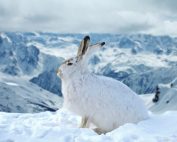 Schneehase, Jagdfakten.at informiert