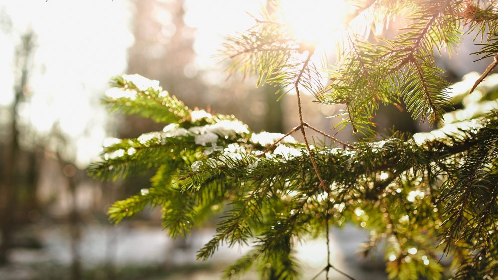 Wintereinbruch, Jagfakten.at, Pixabay Wintereinbruch, Jagfakten.at informiert