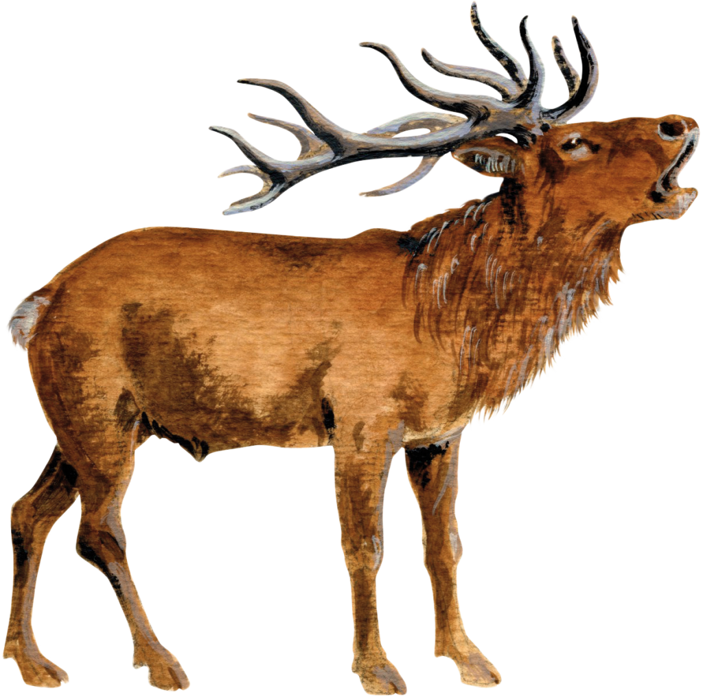 Hirsch_Jagdfakten_at_Rotwild_PNG