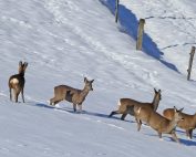 Lebensräume heimische Wildtiere, Jagdfakten.at
