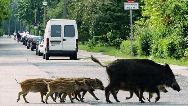 Wildschweine in der Stadt, Jagdfakten.at informiert