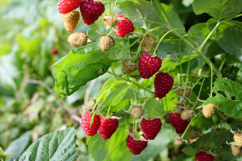 Himbeere_Jagdfakten.at_Pixabay