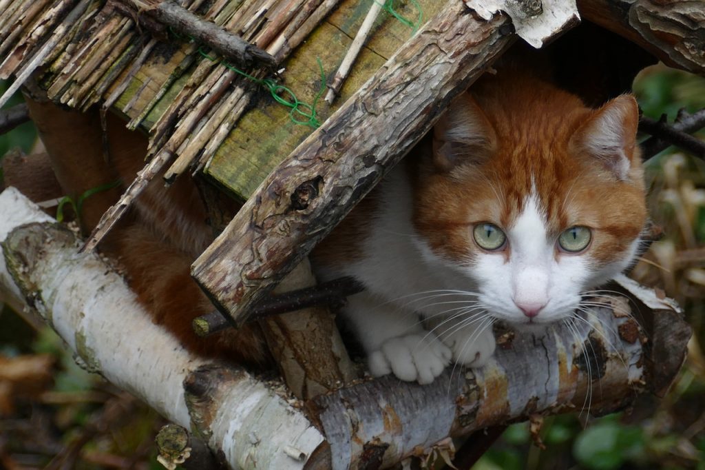Katze_im_Vogelhaus_Jagdfakten.at