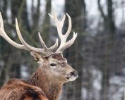 Rotwild, Tierseuche, TBC, Reduktionsgatter - Jagdfakten.at