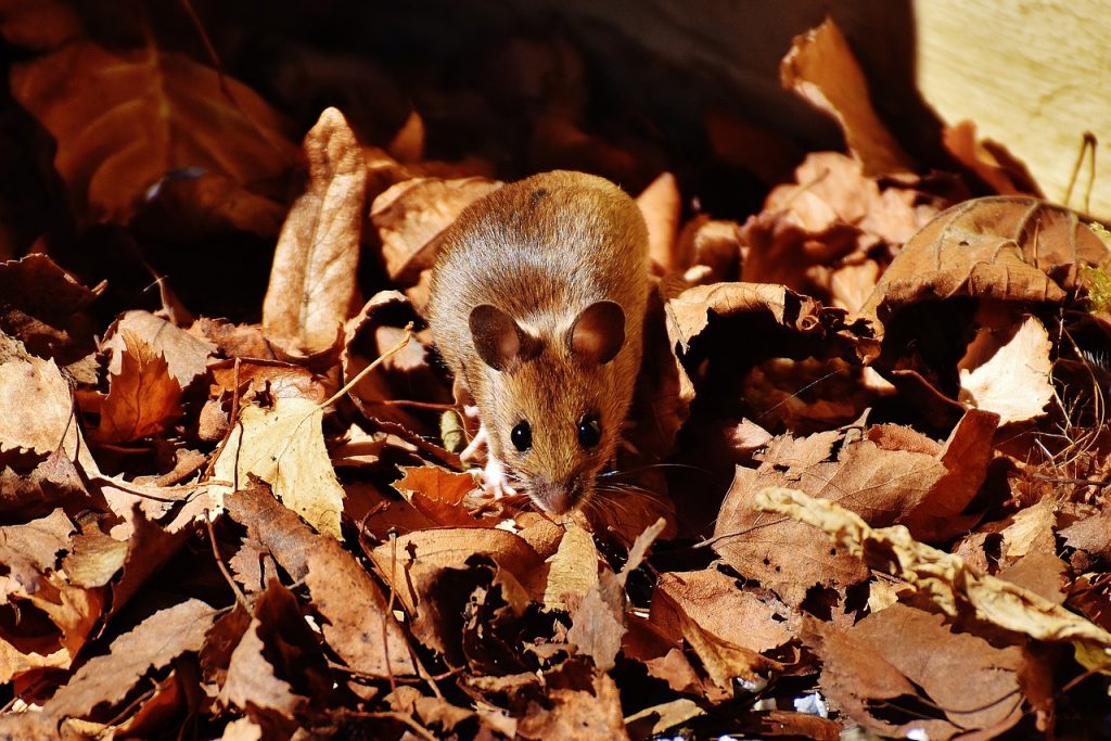 Kleine Nagetiere, Hauptbeute von Wildkatzen, Jagdfakten Österreich