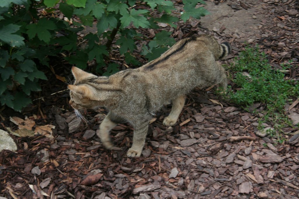 Steckbrief Wildkatze, Jagdfakten.at