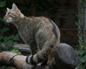 Steckbrief Wildkatze, Jagdfakten Österreich