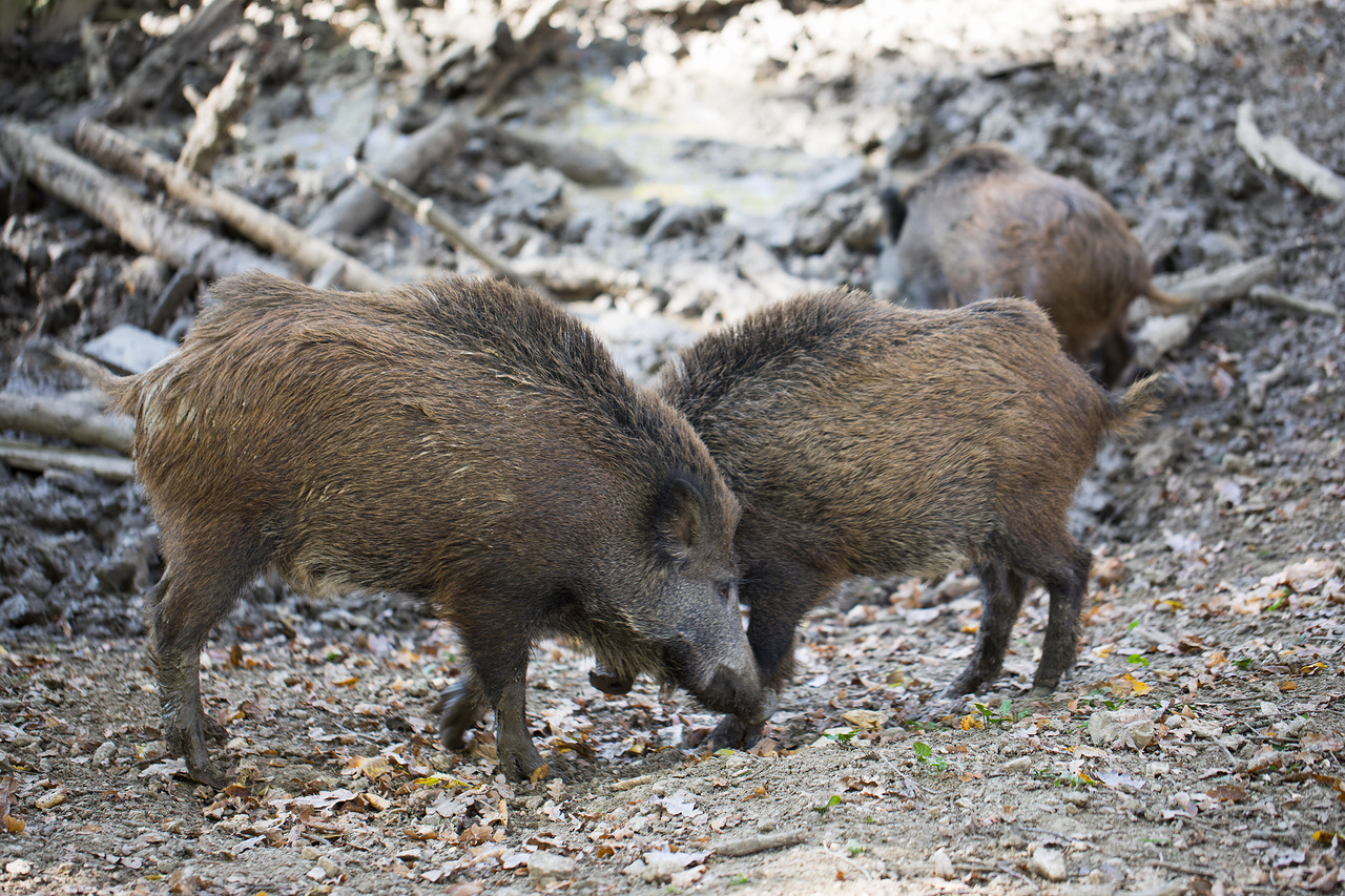 Was tun, wenn man auf Wildschweine trifft? Jagdfakten.at informiert