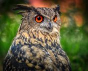 Uhu Brutpaar im Livestream