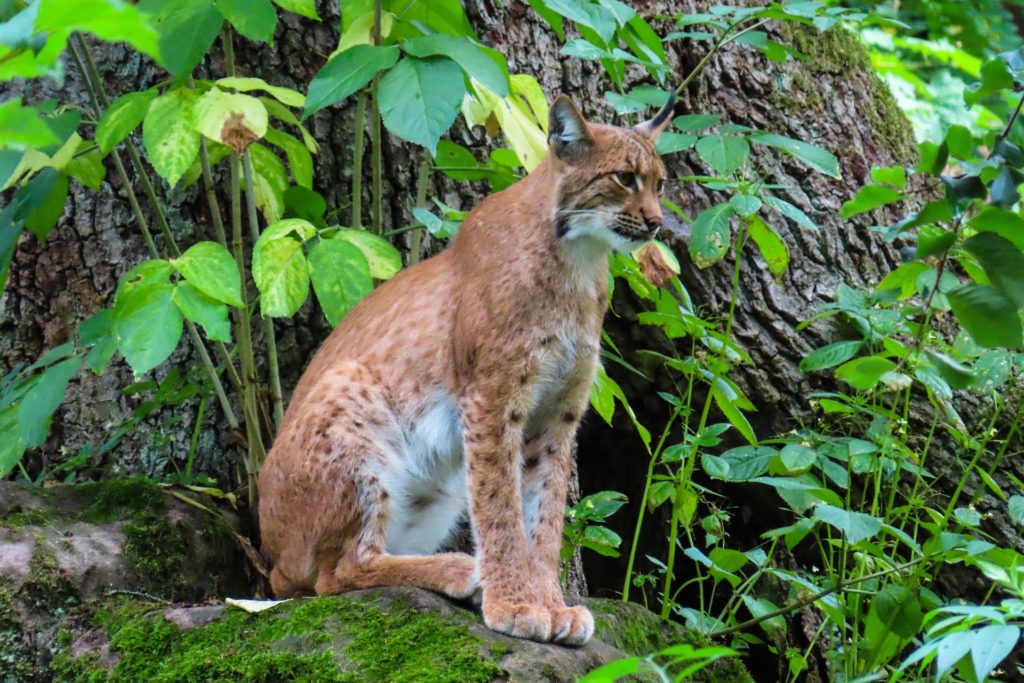 Luchse - heimliche Waldbewohner in Österreich, jagdfakten.at informiert