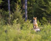 Rotfuchs, Die Jagd ist kein Hobby, Jagdfakten.at informiert