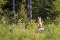 Rotfuchs, Die Jagd ist kein Hobby, Jagdfakten.at informiert
