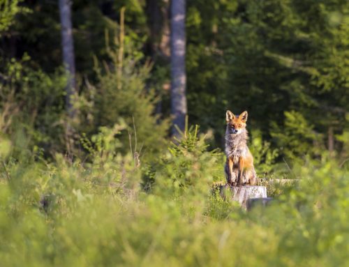 Die Jagd ist kein Hobby