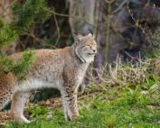 Luchse - heimliche Waldbewohner in Österreich, jagdfakten.at informiert