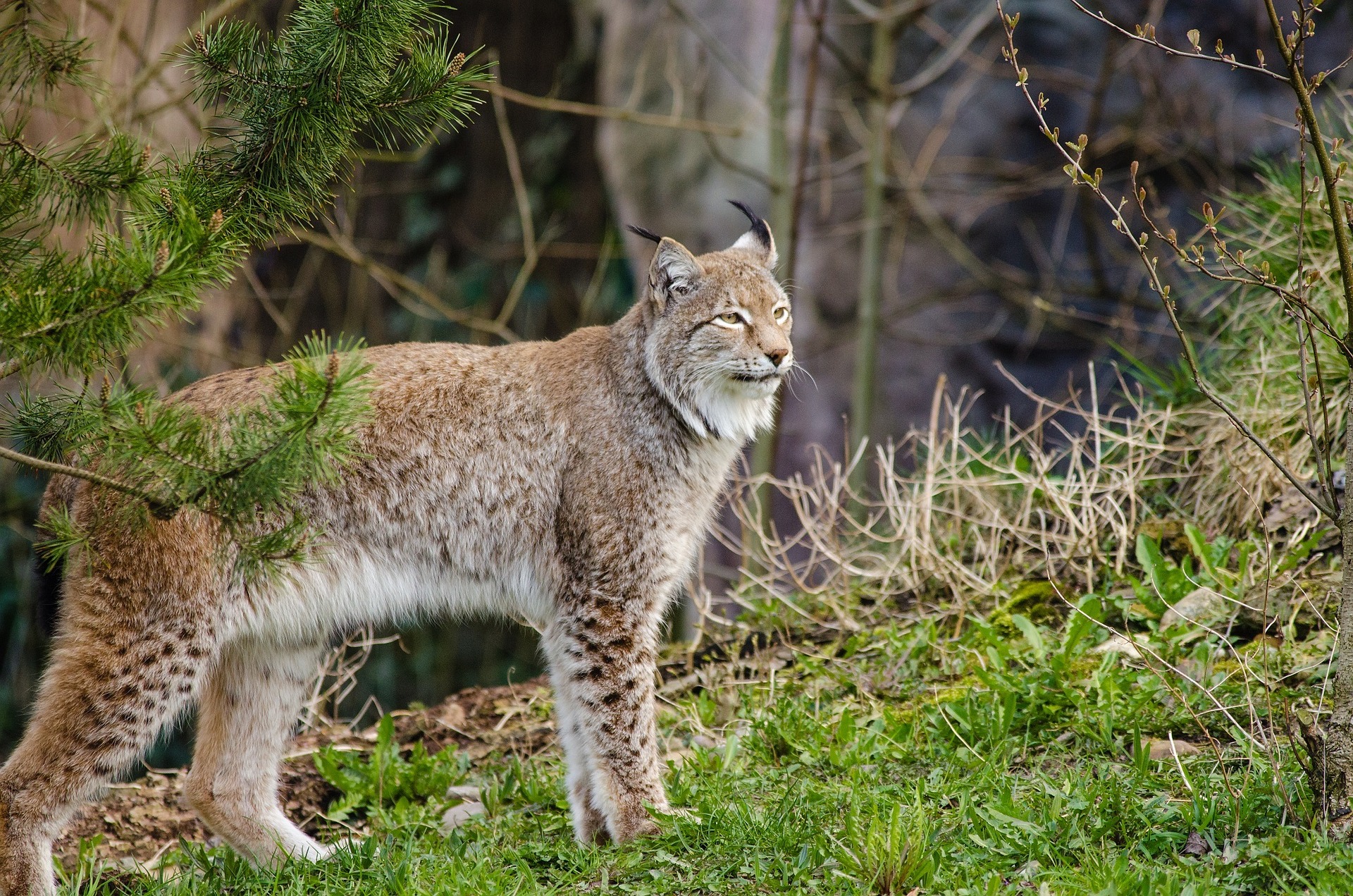 Luchse Heimliche Waldbewohner In Osterreich Jagdfakten At