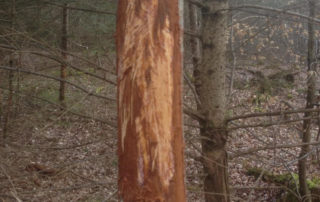 Schälschäden, Jagdfakten.at informiert