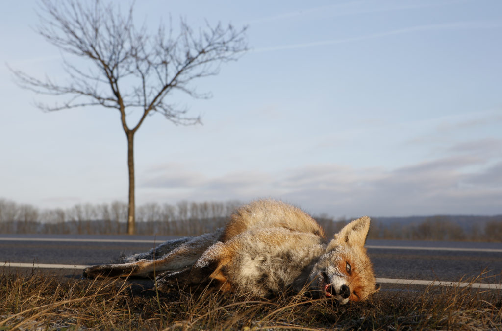 Fuchs, Fallwild durch KFZ - Jagdfakten.at informiert