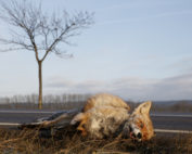 Fuchs, Fallwild durch KFZ - Jagdfakten.at informiert