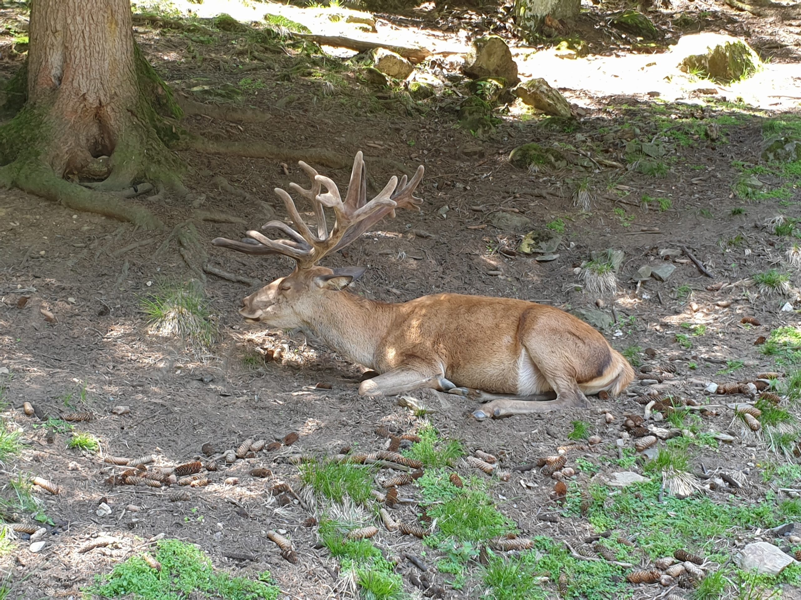 Nationalparks in Österreich, 5 Freizeittipps, Jagdfakten.at