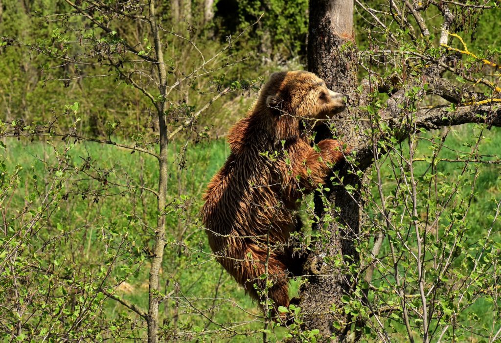 Braunbär, Begegnung mit Bären - Verhaltensregeln, Jagdfakten.at