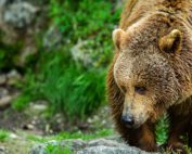 Braunbär, Begegnung mit Bären - Verhaltensregeln, Jagdfakten.at