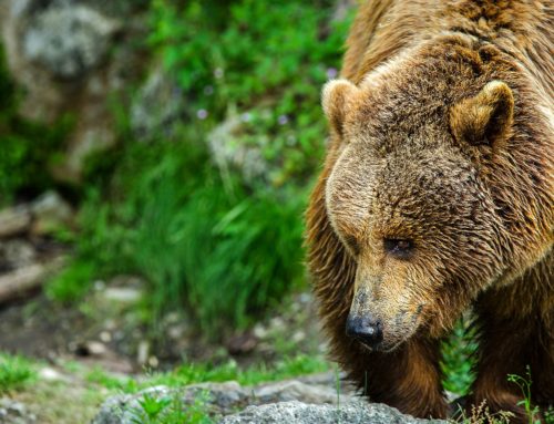 Verhaltensregeln bei Begegnungen mit Bären