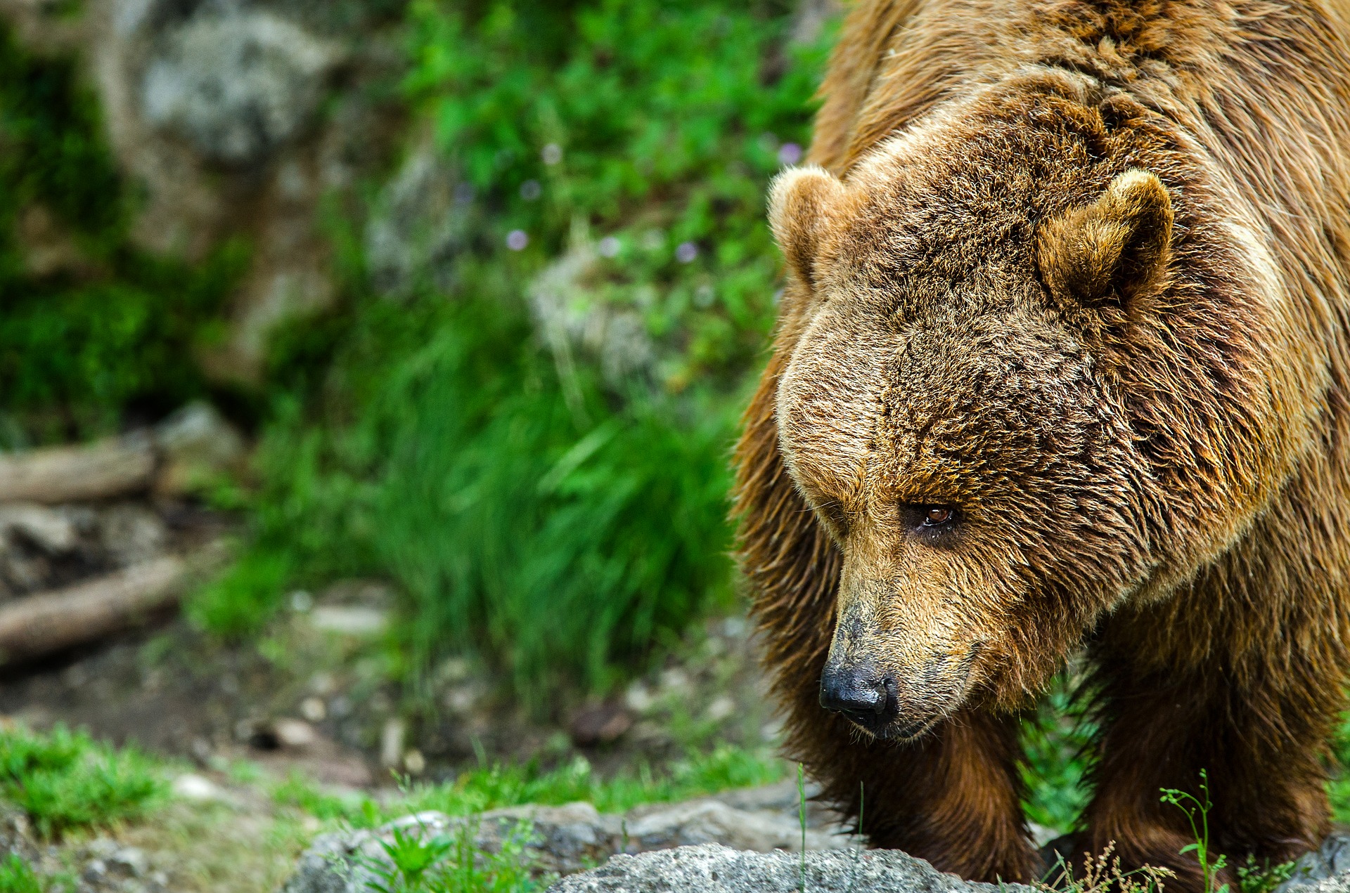 Braunbär, Begegnung mit Bären - Verhaltensregeln, Jagdfakten.at