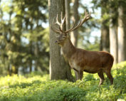 Hirsch, Tierfamilie Hirschartige, Jagdfakten.at