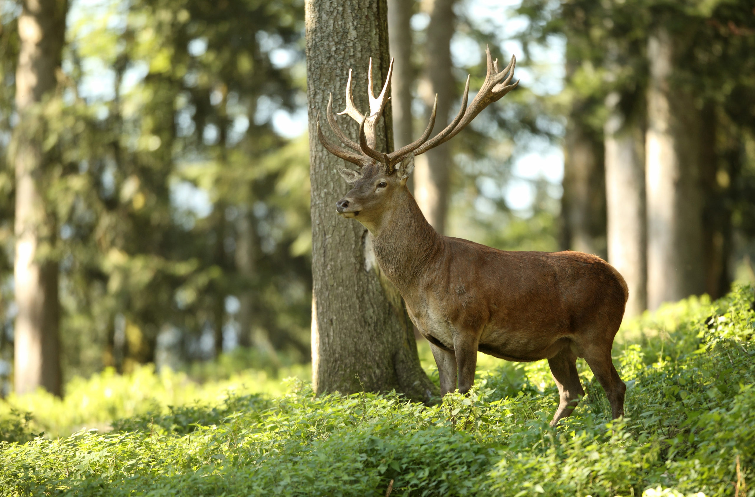 Hirsch, Tierfamilie Hirschartige, Jagdfakten.at