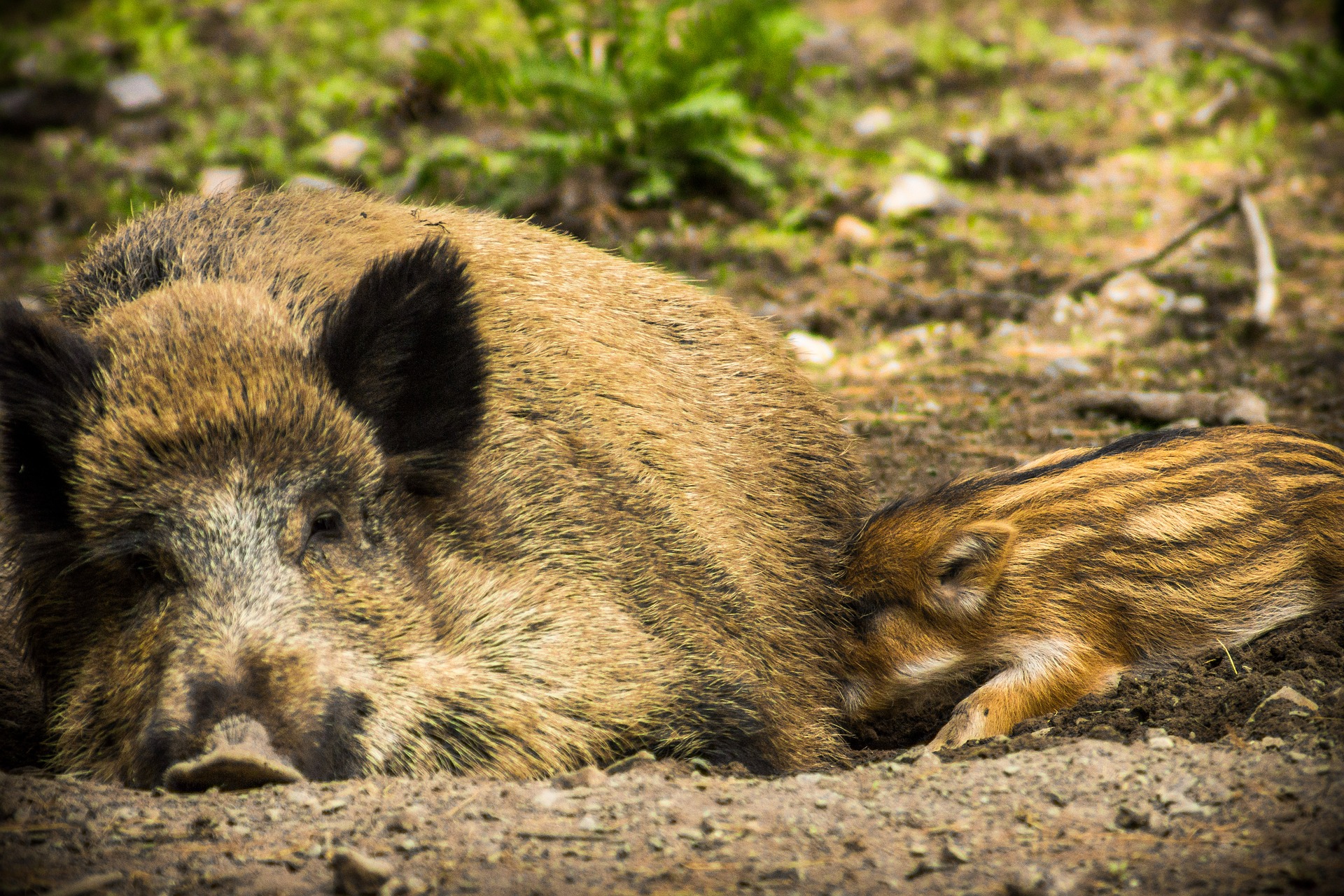 Wildschwein im Naturpark Sparbach, Jagdfakten.at informiert