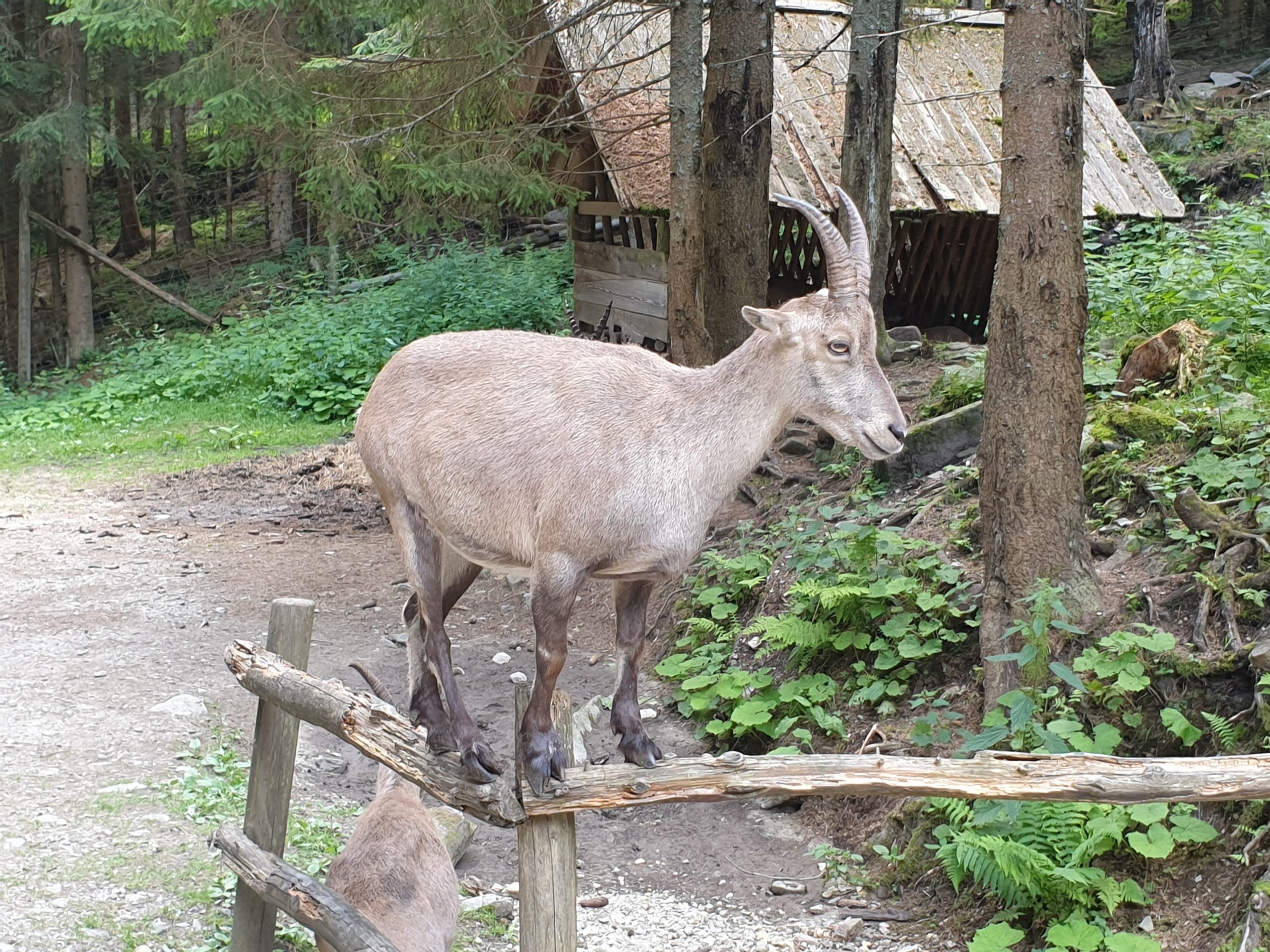 Freizeittipps Nationalparks in Österreich, Steinwild im Wildpark Mautern, Jagdfakten.at