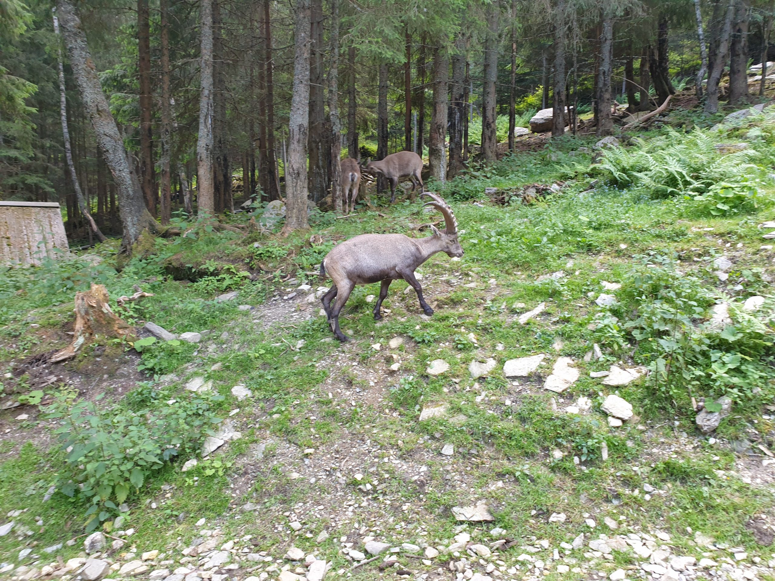 Steinwild im Wildpark Mautern, Jagdfakten.at