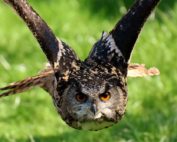 Uhu, Eule Steckbrief: Jagdfakten.at informiert