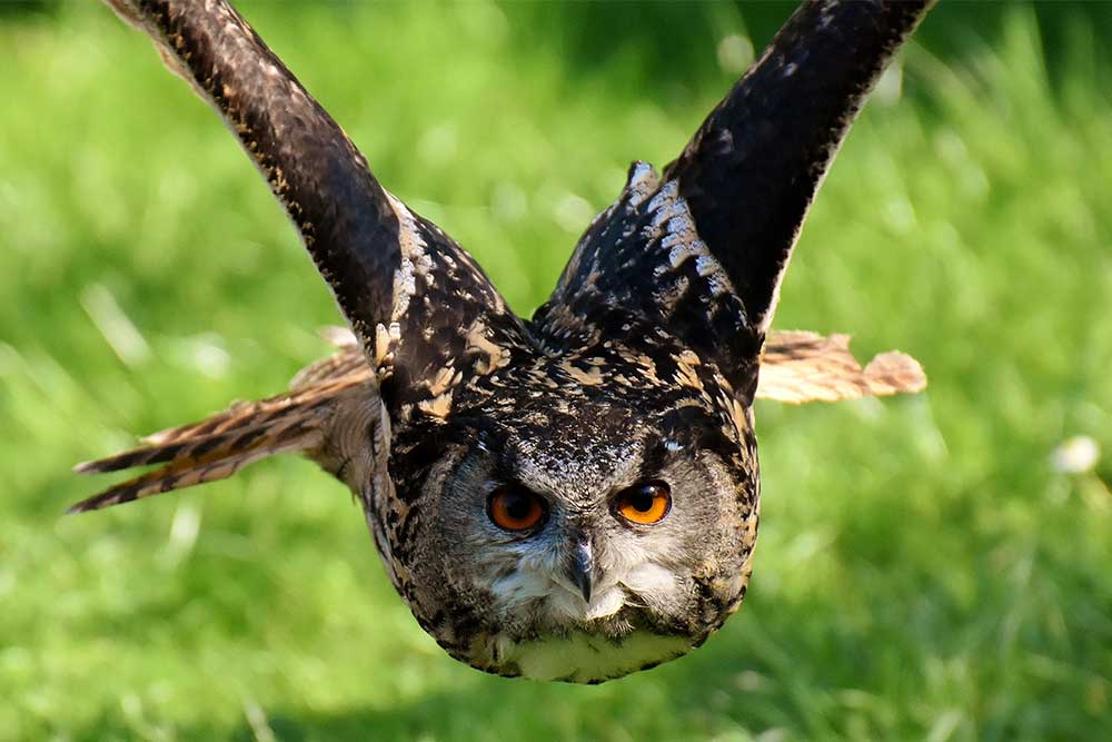 Uhu, Eule Steckbrief: Jagdfakten.at informiert