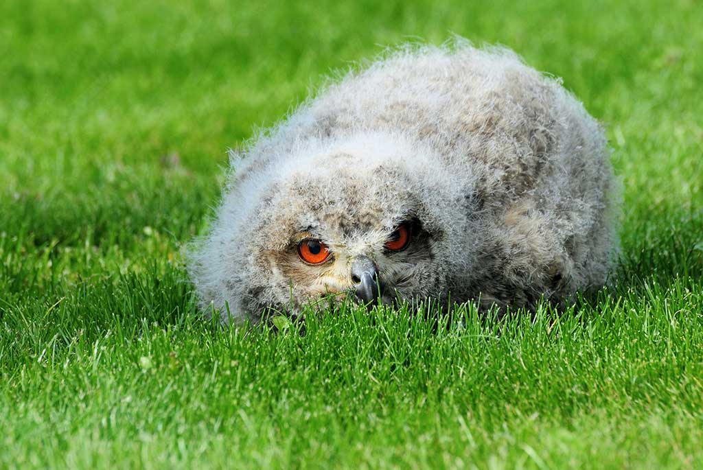 Uhu, Eule Steckbrief: Jagdfakten.at informiert