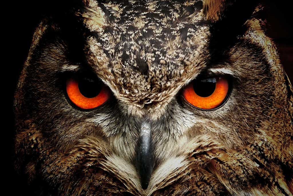 Jagdfakten, Wildarten, Greifvogel: Uhu & Eulen, Pixabay Uhu, Eule Steckbrief: Jagdfakten.at informiert