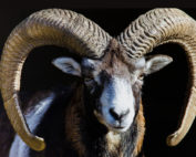 Mufflon, Jagdfakten.at