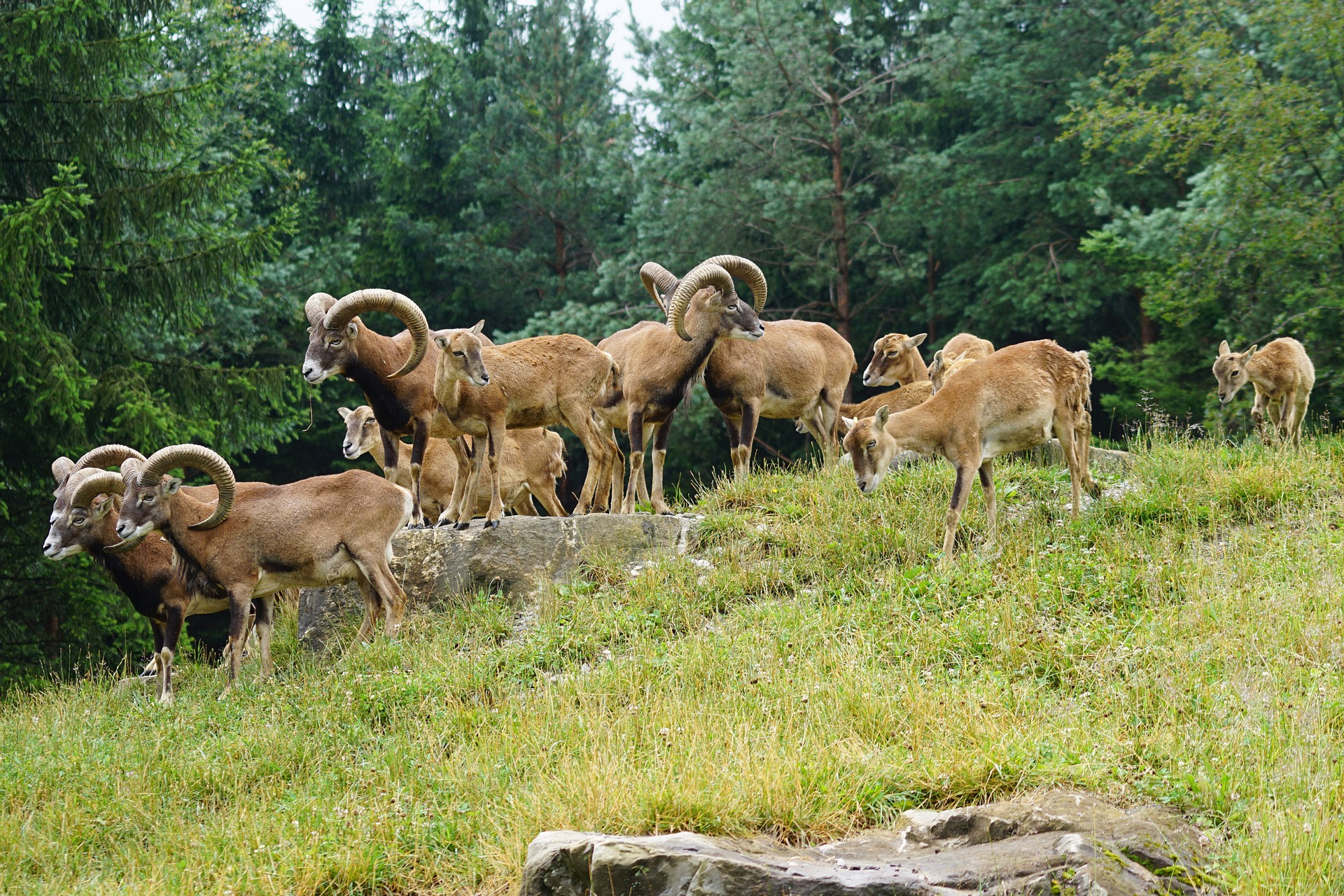 Steckbrief Muffelwild, Mufflon: Jagdfakten.at informiert