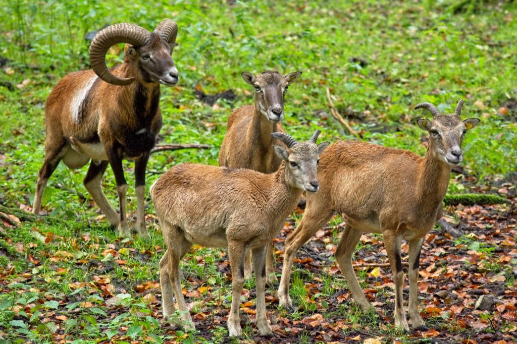 Steckbrief Muffelwild, Mufflon: Jagdfakten.at informiert