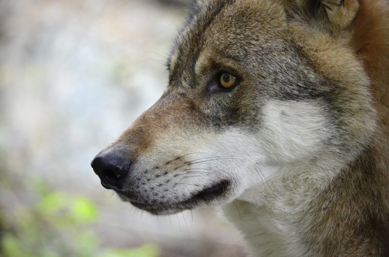 Steckbrief Wolf, jagdfakten.at informiert