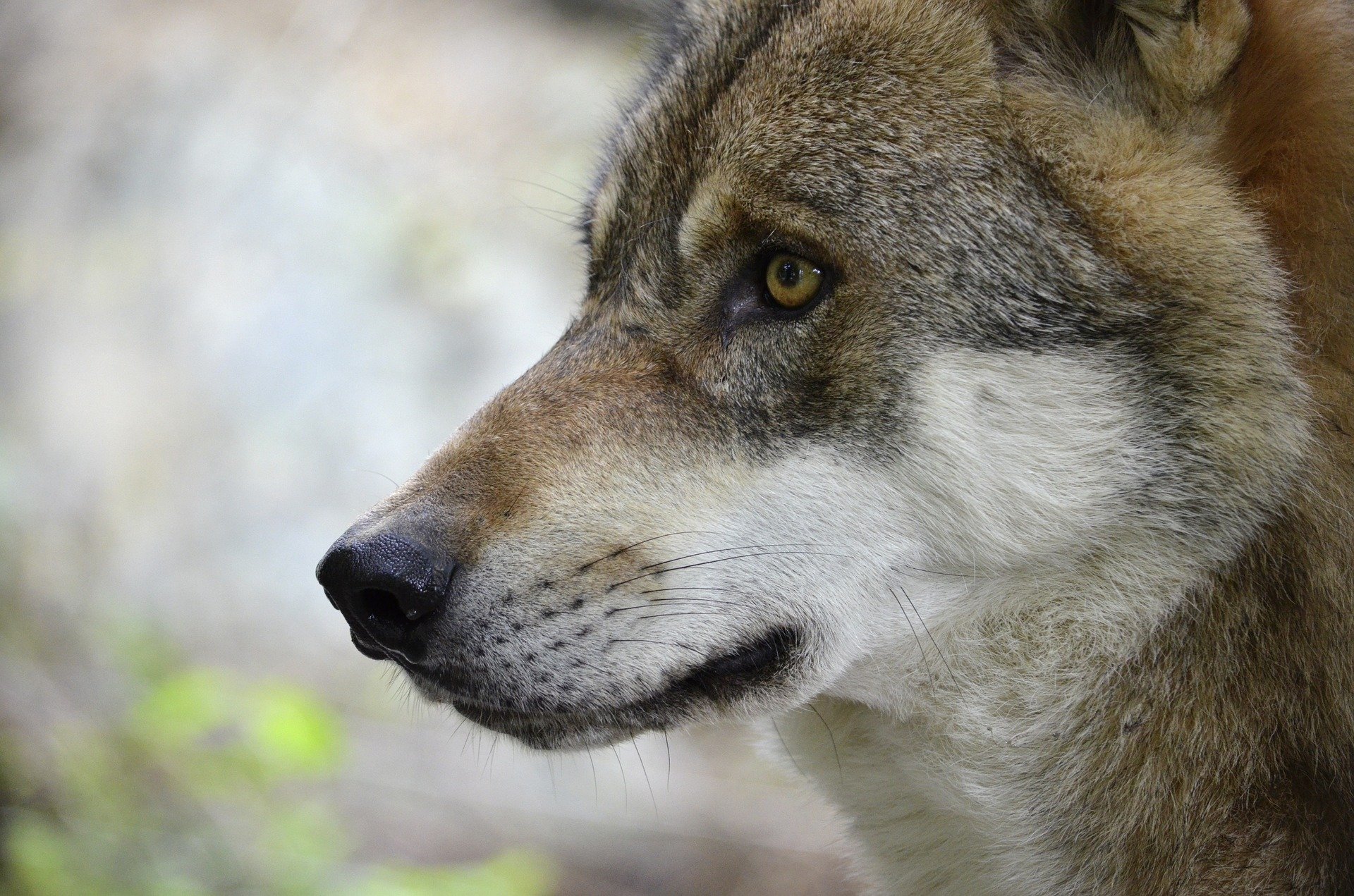Steckbrief Wolf, jagdfakten.at informiert Steckbrief Wolf, jagdfakten.at informiert
