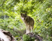 Steckbrief Wolf, Jagdfakten.at informiert