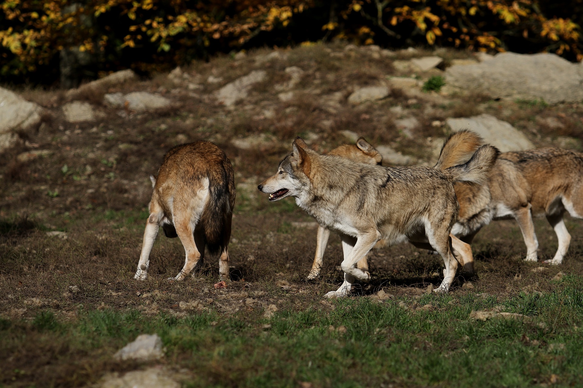 Wolfsrudel: Jagdfakten.at informiert