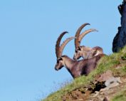 Steinbockbestand Zählung in Tirol 2020, Jagdfakten.at informiert