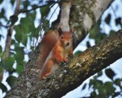 Eichhörnchen, Steckbrief