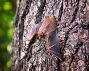 Wildtiere in der Stadt: Jagdfakten.at informiert