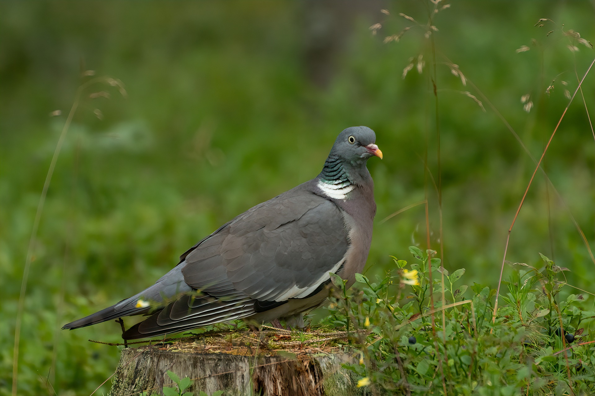 RIngeltaube, Jagdfakten.at