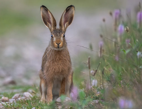 Woher kommt der Osterhase?